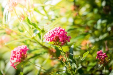 Renkli çiçeklerin arkaplan resmi