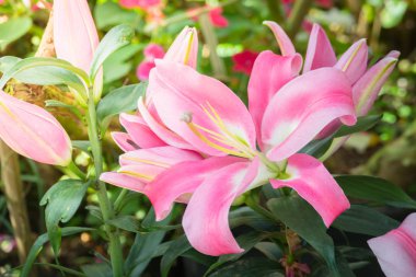 Renkli çiçeklerin arkaplan resmi