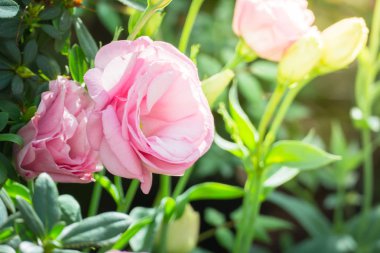 Renkli çiçeklerin arkaplan resmi