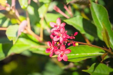 Renkli çiçeklerin arkaplan resmi
