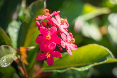 Renkli çiçeklerin arkaplan resmi