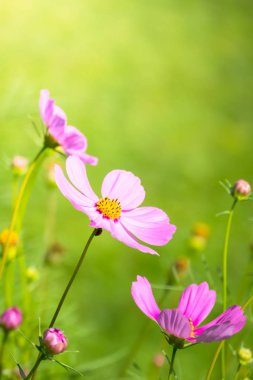 Renkli çiçeklerin arkaplan resmi