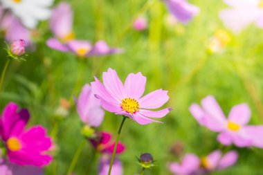 Renkli çiçeklerin arkaplan resmi