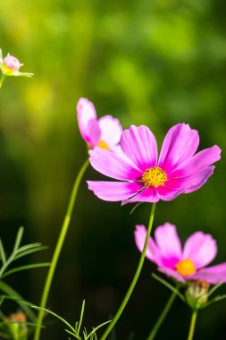 Renkli çiçeklerin arkaplan resmi