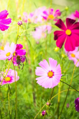 Renkli çiçeklerin arkaplan resmi