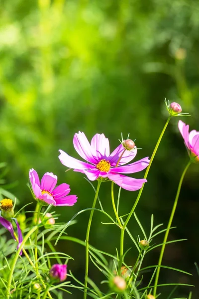 Renkli çiçeklerin arkaplan resmi