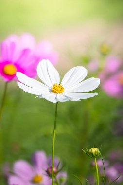 Renkli çiçeklerin arkaplan resmi