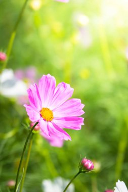 Renkli çiçeklerin arkaplan resmi