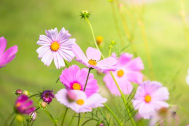 Renkli çiçeklerin arkaplan resmi