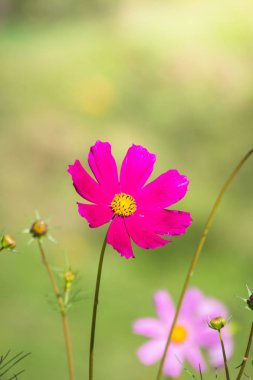 Renkli çiçeklerin arkaplan resmi