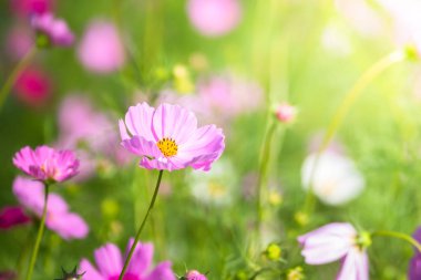 Renkli çiçeklerin arkaplan resmi