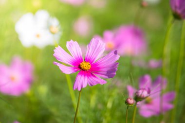 Renkli çiçeklerin arkaplan resmi