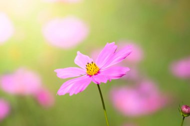 Renkli çiçeklerin arkaplan resmi