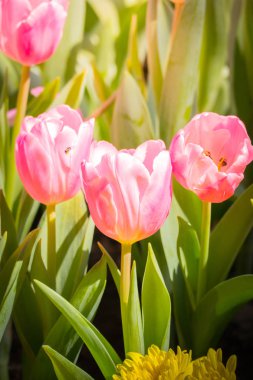 Lale güzel buket. renkli Lale.