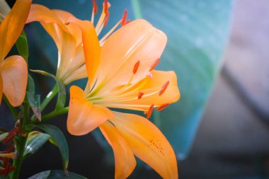 Renkli çiçeklerin arkaplan resmi