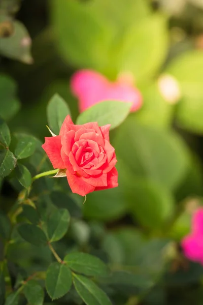 Rosas en el jardín —  Fotos de Stock