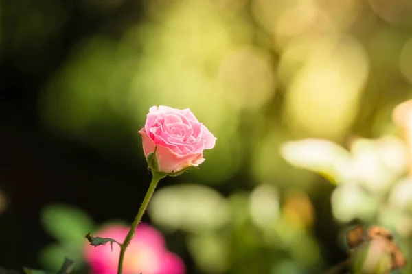 Roses in the garden — Stock Photo, Image