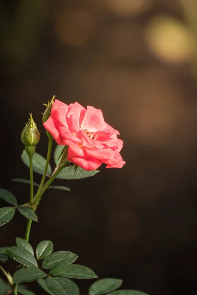 Rosas en el jardín —  Fotos de Stock