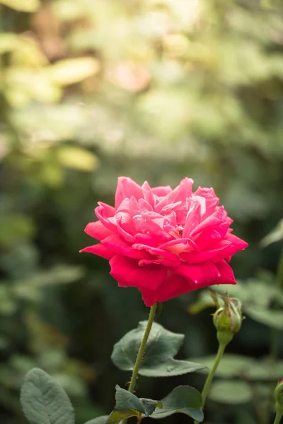 Roses in the garden — Stock Photo, Image