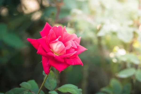 Rozen in de tuin — Stockfoto