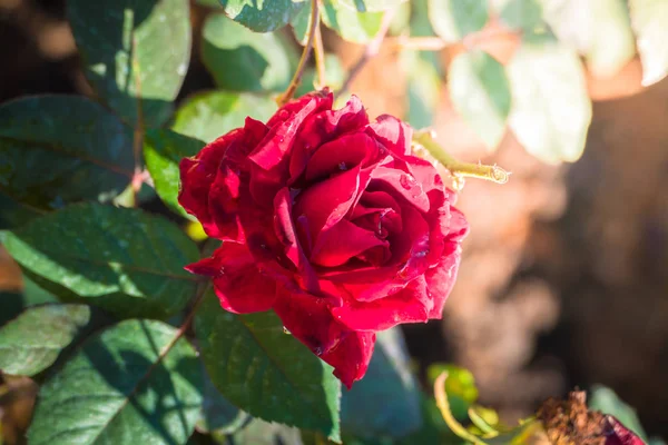 Rosas no jardim — Fotografia de Stock