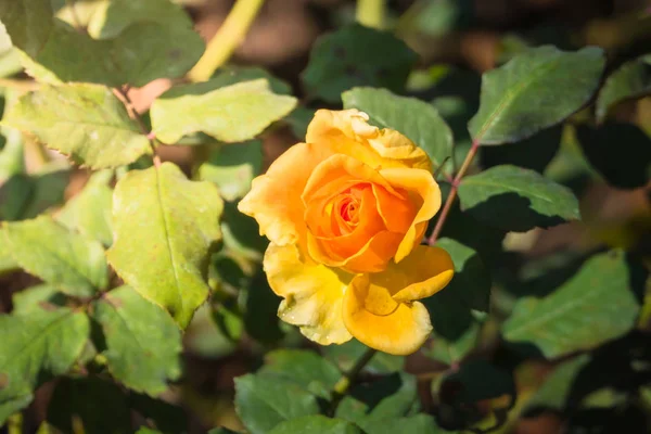 Rozen in de tuin — Stockfoto