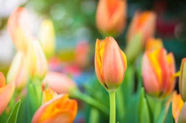 Lale güzel buket. renkli Lale.