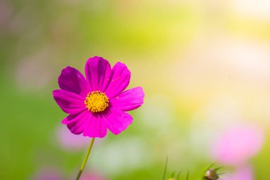  Güzel cosmos Çiçek bahçesinde