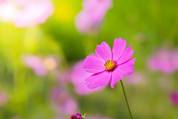 Belles fleurs Cosmos dans le jardin — Photo