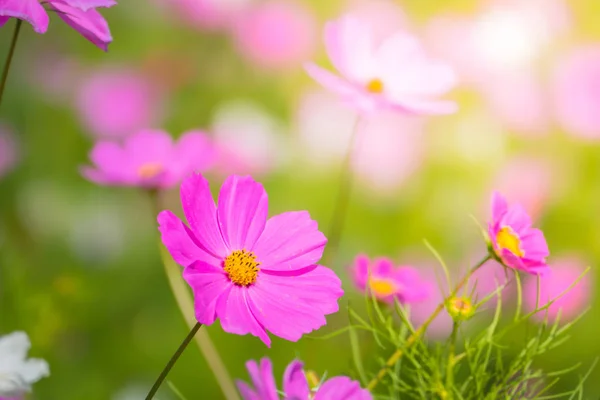 stock image  Beautiful Cosmos flowers in garden