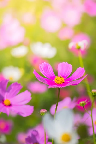 Schöne Kosmos-Blumen im Garten — Stockfoto