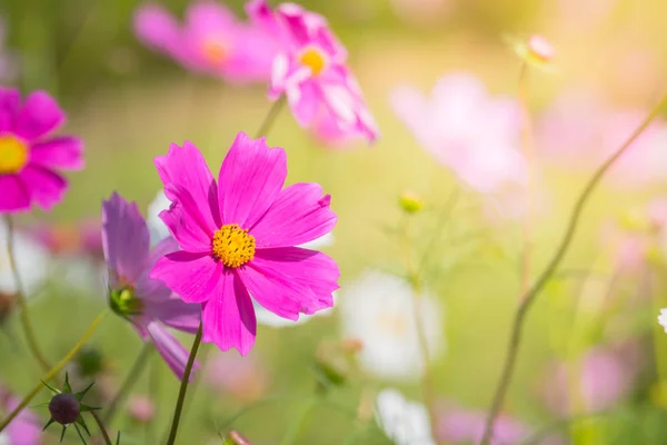 Beautiful Cosmos flowers in garden — Stock Photo, Image