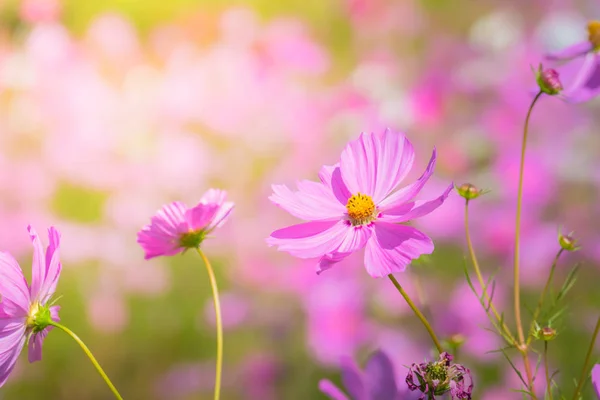 Mooie kosmos bloemen in tuin — Stockfoto