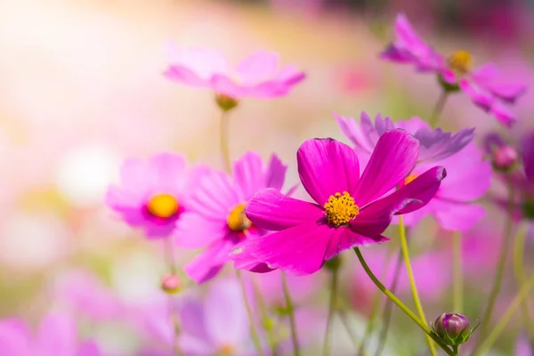 Beautiful Cosmos flowers in garden — Stock Photo, Image