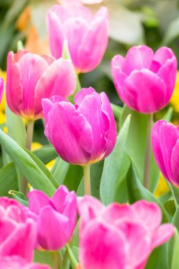 Lale güzel buket. renkli Lale.