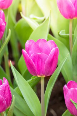 Lale güzel buket. renkli Lale.