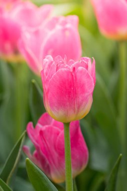 Lale güzel buket. renkli Lale.