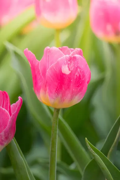 Beau bouquet de tulipes. tulipes colorées . — Photo