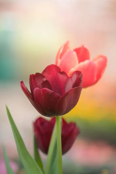 Beautiful bouquet of tulips. colorful tulips. — Stock Photo, Image