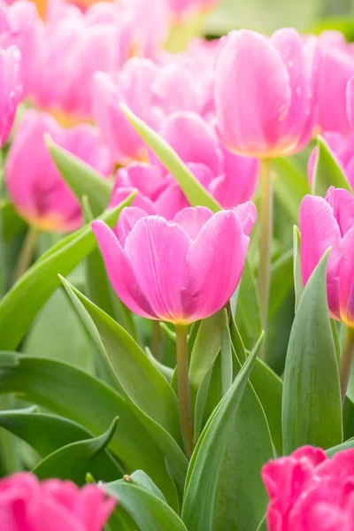 Schöner Strauß Tulpen. Bunte Tulpen. — Stockfoto