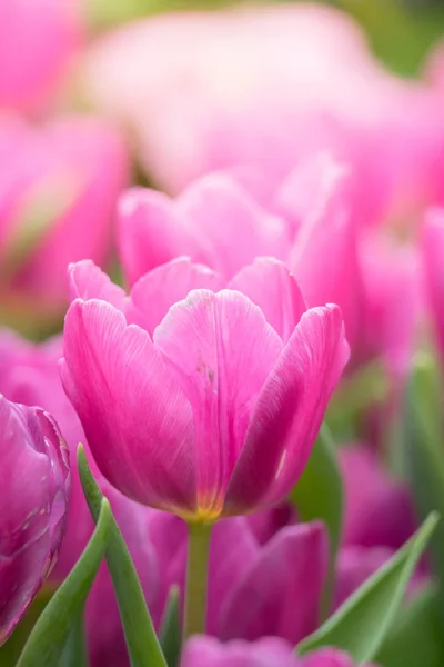 Schöner Strauß Tulpen. Bunte Tulpen. — Stockfoto