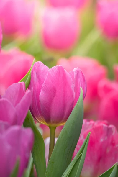 Belo buquê de tulipas. tulipas coloridas . — Fotografia de Stock