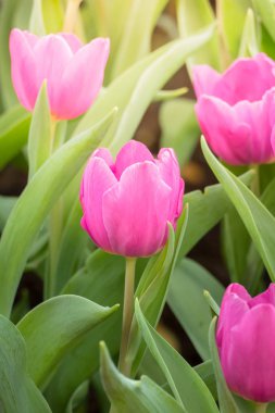 Lale güzel buket. renkli Lale.