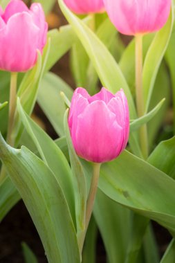 Lale güzel buket. renkli Lale.
