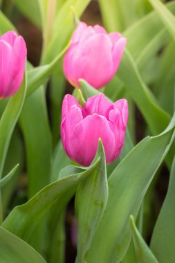 Lale güzel buket. renkli Lale.