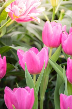 Lale güzel buket. renkli Lale.