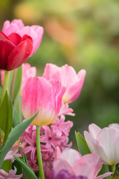 Hermoso ramo de tulipanes. tulipanes coloridos . — Foto de Stock