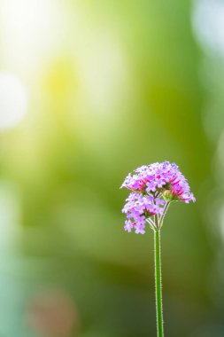 Renkli çiçeklerin arkaplan resmi