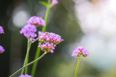 Renkli çiçeklerin arkaplan resmi
