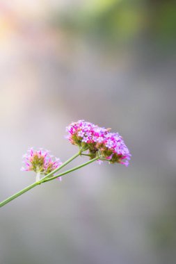 Renkli çiçeklerin arkaplan resmi